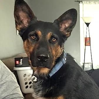 Zinger - Shepherd, German