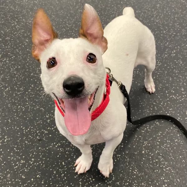 Luna - Mixed Breed (Small) / Terrier, Jack Russell