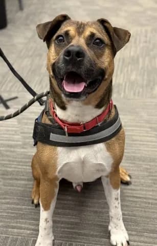 Alastor - Black Mouth Cur mix