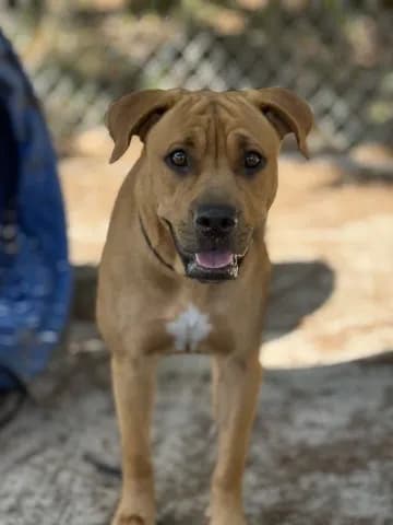 Tiger Lily - Black Mouth Cur mix