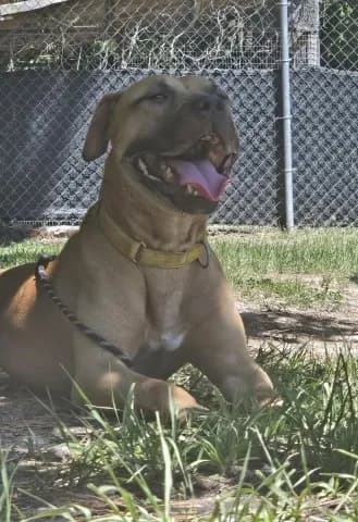 Odda - Black Mouth Cur mix