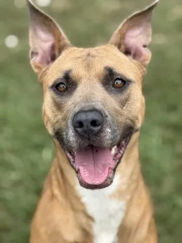 Zelda - Black Mouth Cur mix