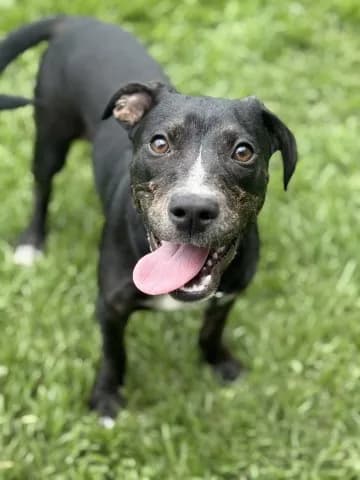 Chevy - Plott Hound mix