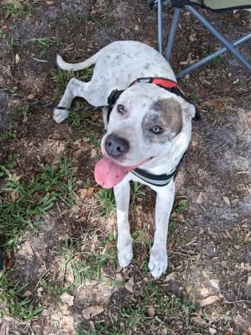 Alton - Australian Cattle Dog mix