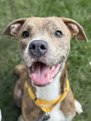 Gertie - Plott Hound mix