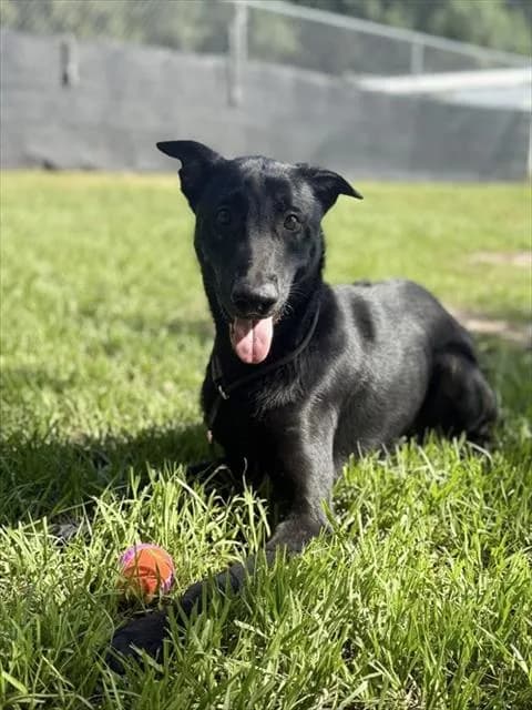 Sully - Saluki mix