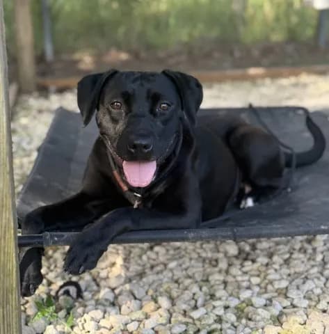 Lilly - Labrador Retriever mix
