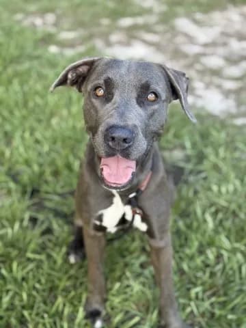 Daisy - Labrador Retriever mix