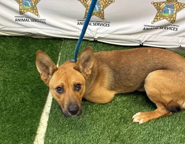Moxley - German Shepherd Dog mix