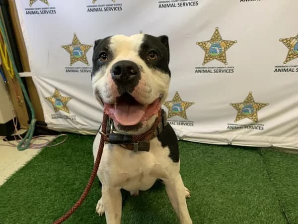 Jax - Staffordshire Bull Terrier mix