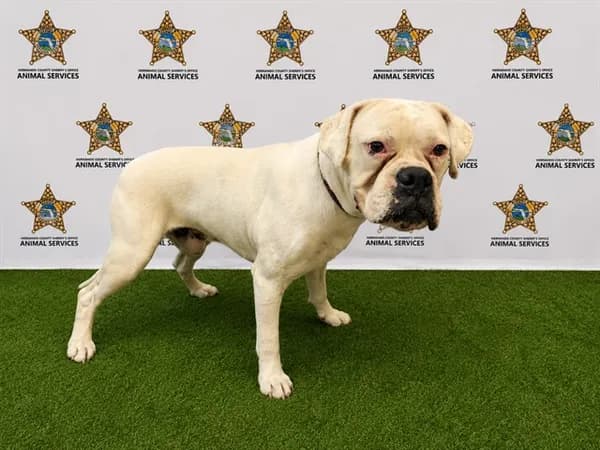 Frosty - Boxer