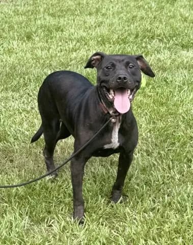 Bre - Pit Bull Terrier