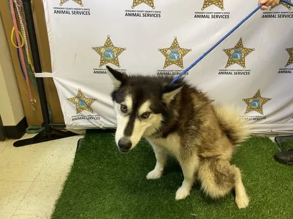 Snow - Siberian Husky mix