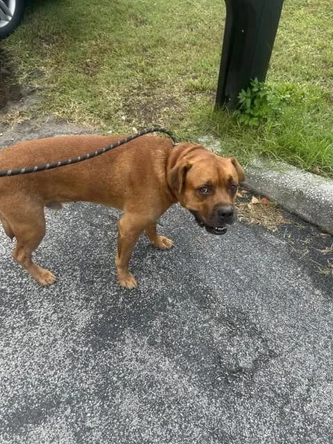 Rusty - Mixed Breed