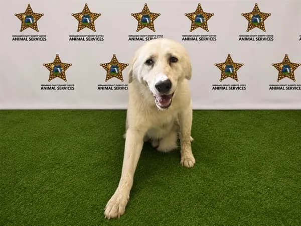 Rocky - Great Pyrenees
