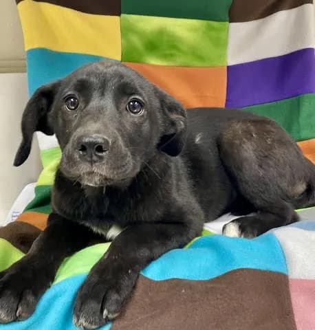 Unnamed - Labrador Retriever mix