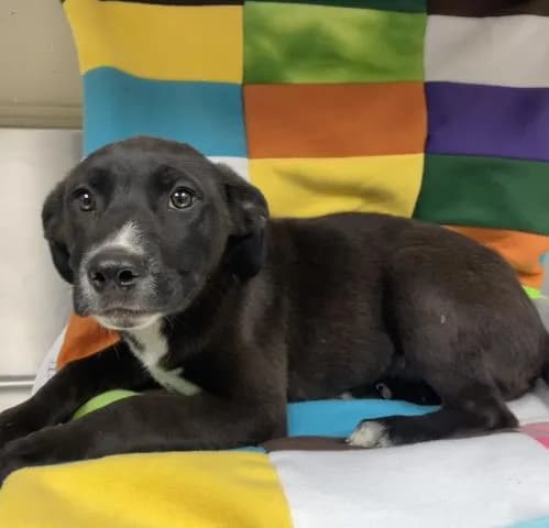Unnamed - Labrador Retriever mix
