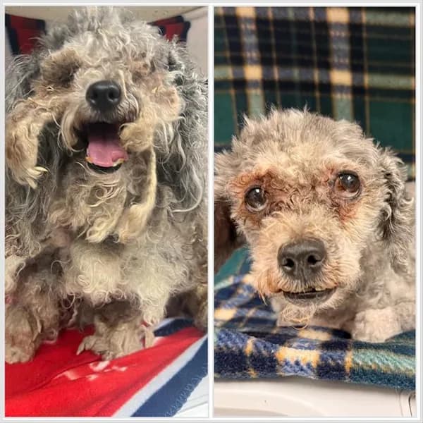 Priscilla - Poodle - Miniature mix