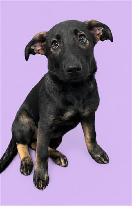 Unnamed - German Shepherd Dog