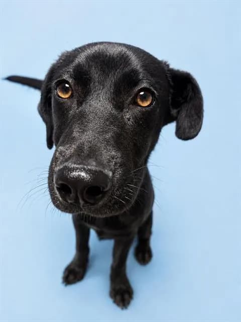 Asher - Labrador Retriever mix