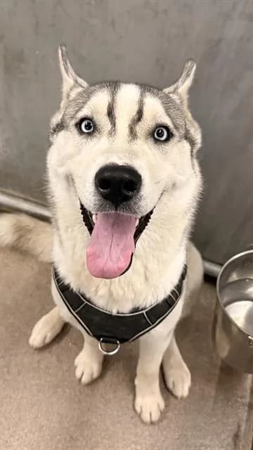 Unnamed - Siberian Husky