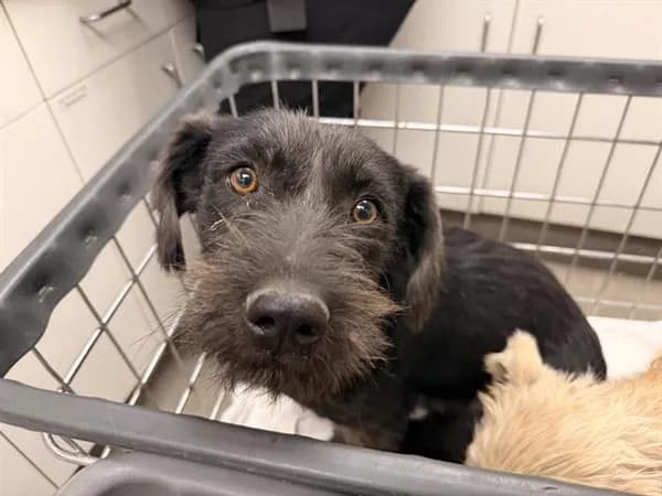 Sprocket - Cairn Terrier mix