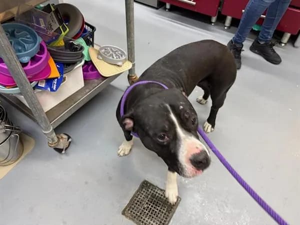 Josh - American Bulldog mix