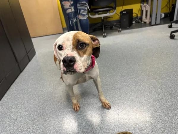 Rosa - American Bulldog mix