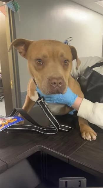 Bribbles - Pit Bull Terrier mix