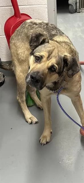Harold - German Shepherd Dog mix
