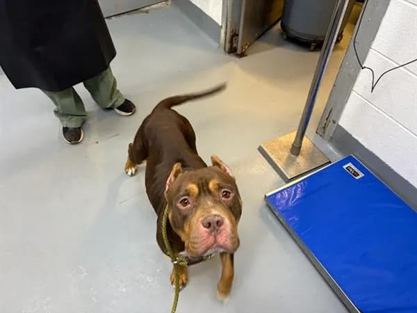 Wanda - American Staffordshire Terrier mix