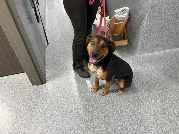 Bobby - Rottweiler mix