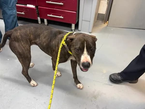 Xena - Pit Bull Terrier