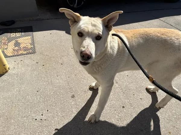 Kevin - Labrador Retriever mix