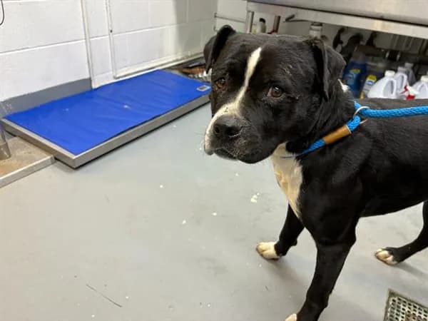 Jude - Boxer mix