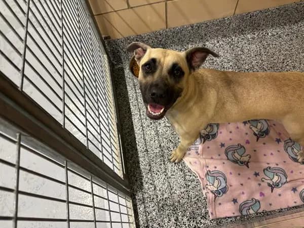 Bridgett - Black Mouth Cur mix