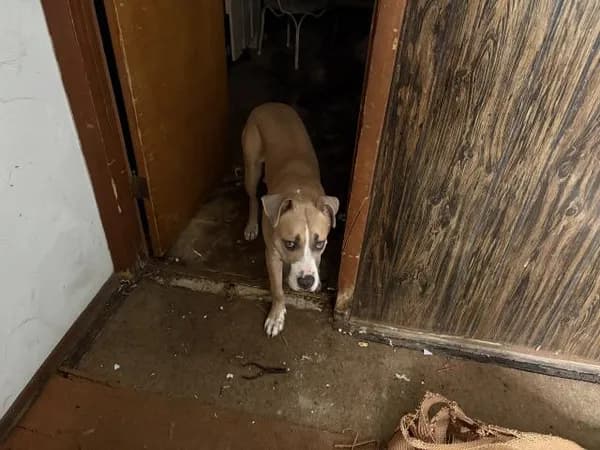 Cory - Hound mix