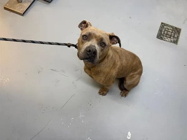 Pebbles - Pit Bull Terrier