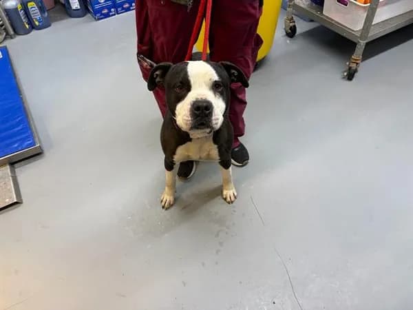 Brennan - American Bulldog mix