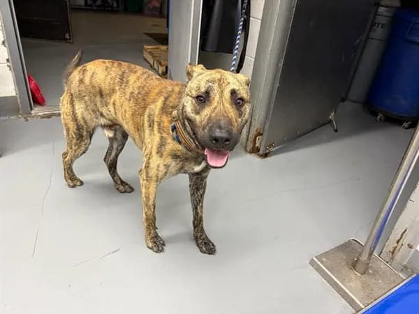 Dustin - Dutch Shepherd mix