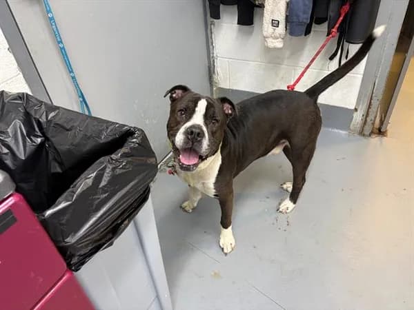 Kingston - American Bulldog mix