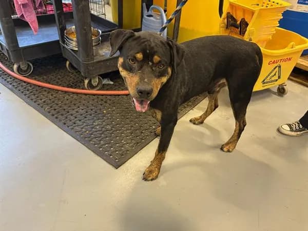 William - Rottweiler mix
