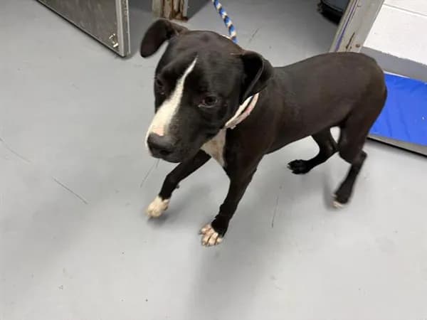 Juniper - Labrador Retriever mix