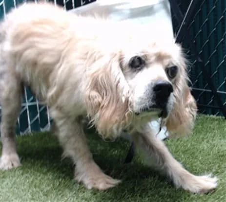 Snoopy - Cocker Spaniel mix