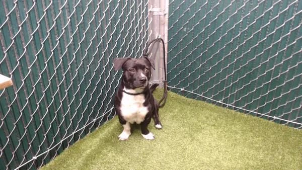Boots - Pit Bull Terrier mix