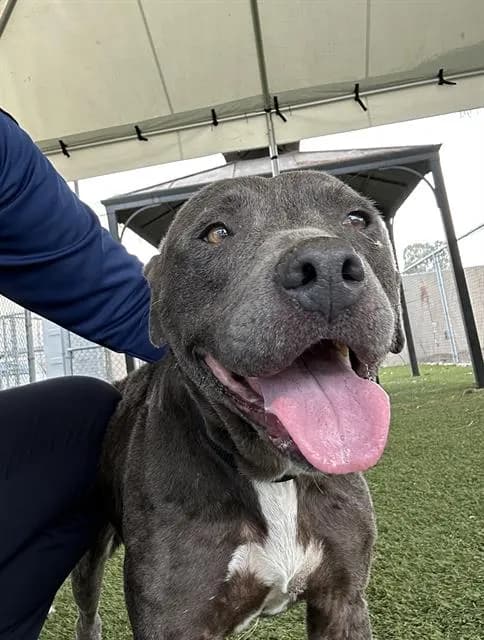 Fatima - Pit Bull Terrier