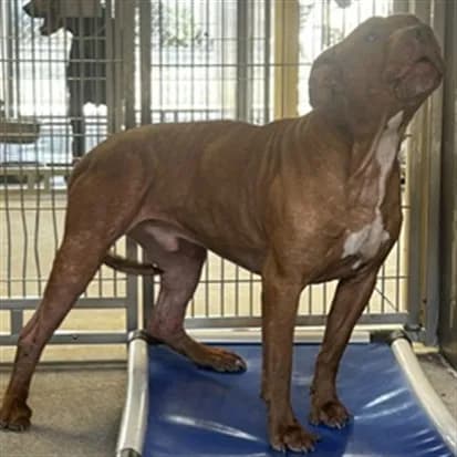 Rusty - Pit Bull Terrier