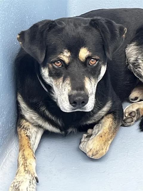 Ernie - Siberian Husky mix