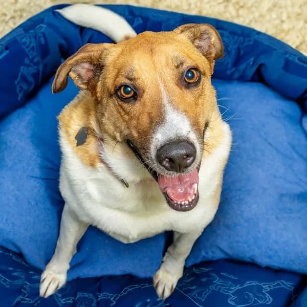 Penny - Collie - Smooth mix