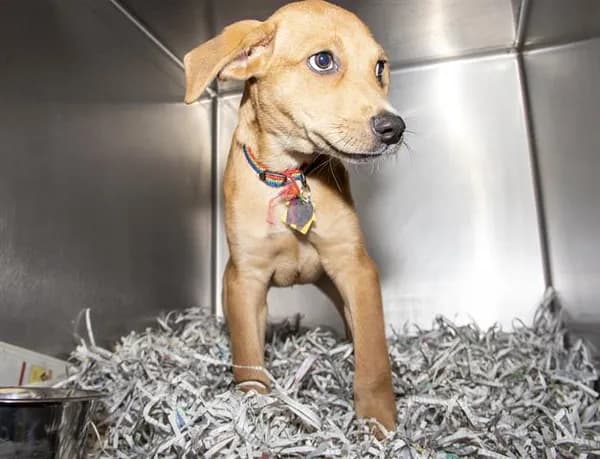 Pupperton - Labrador Retriever mix